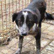 LYSAN - reserviert Dog Rescue / Tierhilfe Lebenswert e.V. (MP)