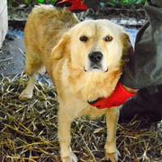 LETTIE - reserviert Dog Rescue / Tierhilfe Lebenswert e.V. (MP)