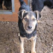 NUTSA - reserviert Dog Rescue / Tierhilfe Lebenswert e.V. (MP)