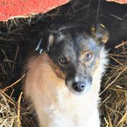 NOELIA - reserviert Dog Rescue / Tierhilfe Lebenswert e.V. (MP)