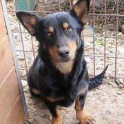 OLENNA - reserviert Dog Rescue / Tierhilfe Lebenswert e.V. (MP)