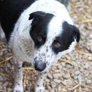 PONTO - reserviert Dog Rescue / Tierhilfe Lebenswert e.V. (MP)