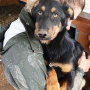 ROMEO - reserviert Dog Rescue / Tierhilfe Lebenswert e.V. (MP)