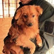 SHIGONA - reserviert Dog Rescue / Tierhilfe Lebenswert e.V. (MP)