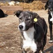 SMOKE - reserviert Dog Rescue - Tierhilfe Lebenswert e.V. (MP)