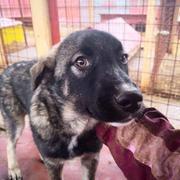 TAHNEE - reserviert Dog Rescue / Tierhilfe Lebenswert e.V. (MP)