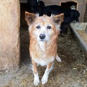 THEDA - reserviert Dog Rescue / Tierhilfe Lebenswert e.V. (MP)