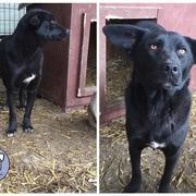 VADA - reserviert Dog Rescue / Tierhilfe Lebenswert e.V. (MP)