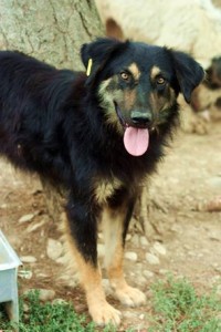 Aslan aus Ploiesti