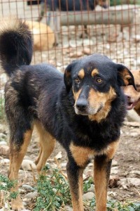 Balu aus Ploiesti