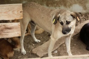 Malin aus Ploiesti