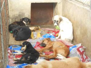 1371326_652304844810253_310062758_n