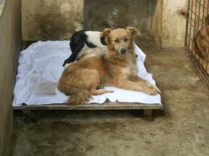 911261_652304831476921_1430051725_n