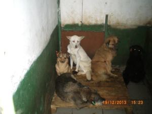 1481783_705769152781402_570641952_n