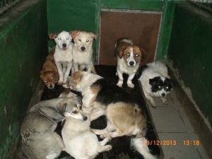 1491047_705769136114737_1558237329_n