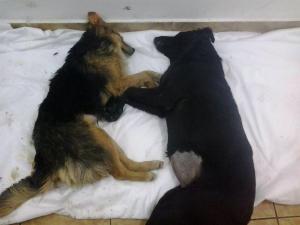 1505289_578898005520121_1207125110_n