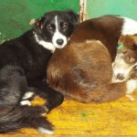 922613_714827105224693_1799699447_o