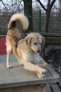 tobi
