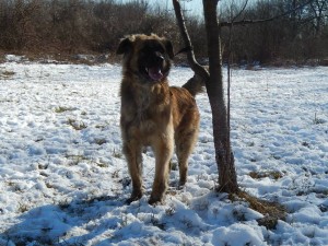 oskar