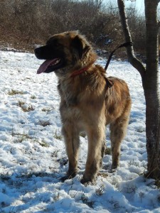 oskar2