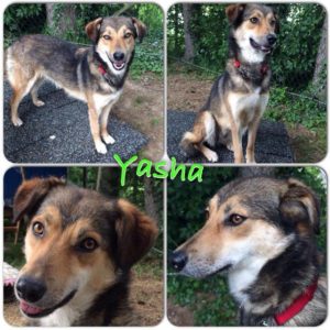 yasha