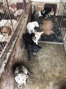 12642511_942130062519445_4682949144033028454_n