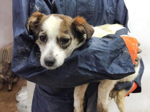 12642815_942129429186175_8251174913433906408_n