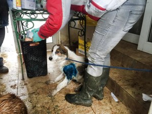 12645258_942129975852787_7086321999746362040_n