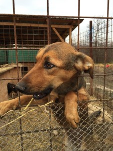 12647420_942128955852889_5765616897737123728_n