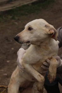 12417749_997681916975059_7252709203361574727_n