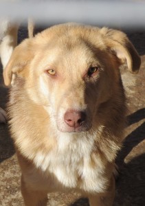 12670905_1098982256789880_7387525232705991429_n