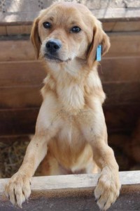 12920311_997681980308386_8779847185658385068_n