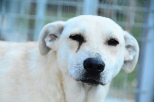 13658911_1060717570671493_7453597446627758529_n