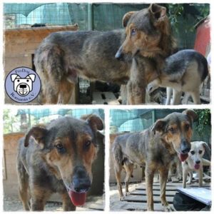 15056440_1164654756944440_9090009903130852209_n