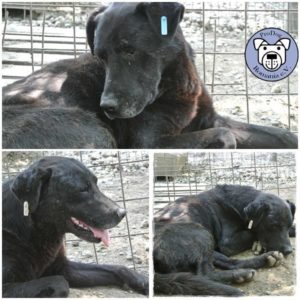 15073344_1164654760277773_803024435138990850_n