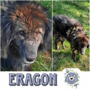 ERAGON - Gnadenplatzhund seit dem 13.10.2018  - vermittelt