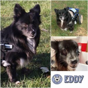 EDDY (Taz/Bibi) - Gnadenplatzhund seit dem 01.12.2018
