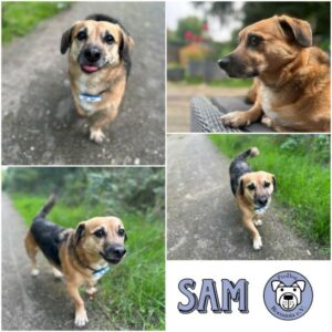 SAM - Gnadenplatzhund seit dem 09.03.2019