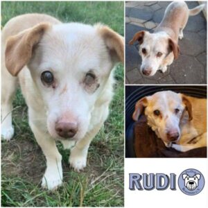 RUDI - Gnadenplatzhund seit dem 04.05.2019