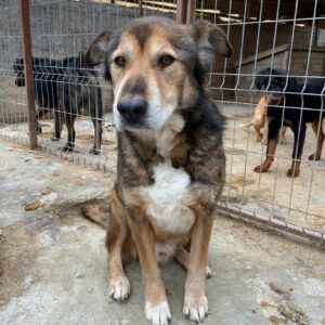 CHAZZ - reserviert Betty - vermittelt