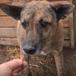 OLLY - Notfall - auf Pflegestelle in PLZ 96 - vermittelt