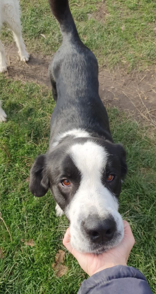 JOSHUA ProDog Romania e.V.