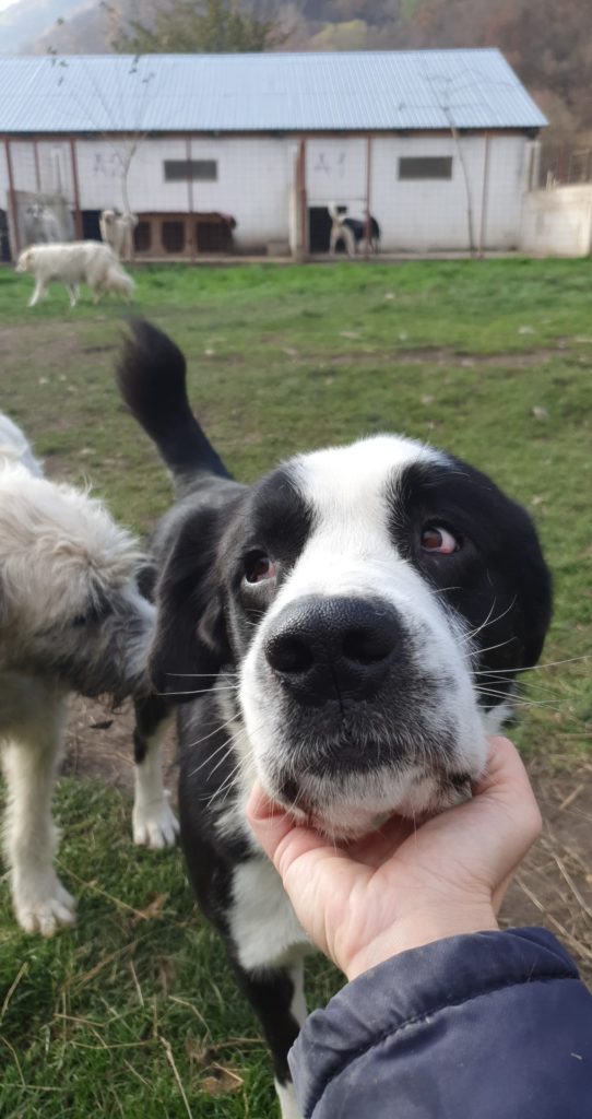 JOSHUA ProDog Romania e.V.