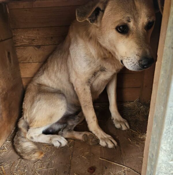 KASIO - seit mindestens 2018 im Shelter – Bild 3