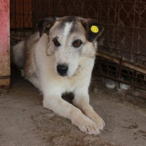 ATLE - reserviert Anna - vermittelt