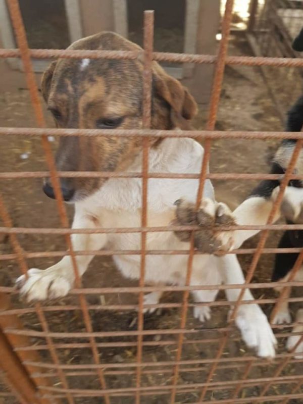 JULIENE - reserviert Tierhilfe Lebenswert DR - vermittelt – Bild 3