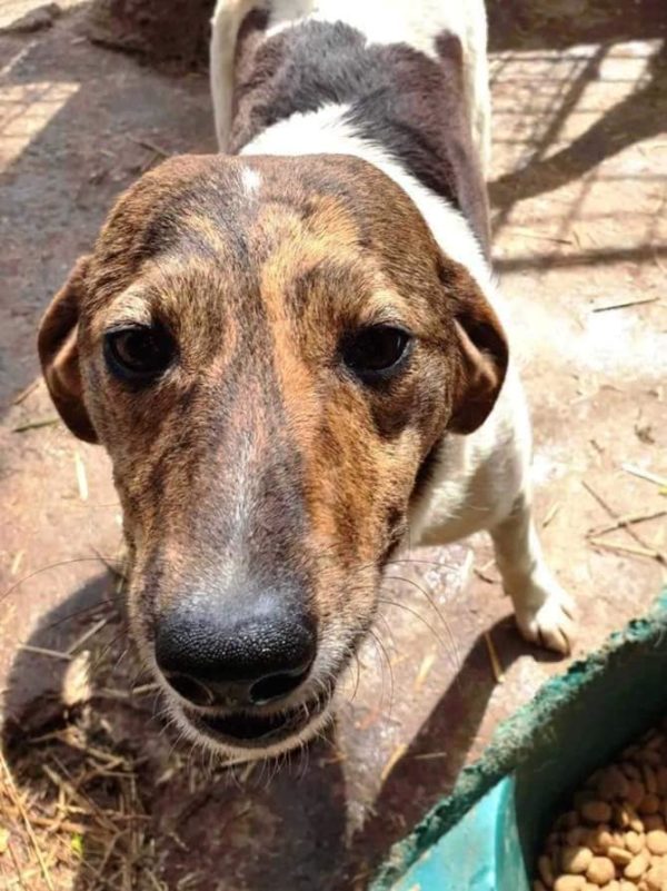 JULIENE - reserviert Tierhilfe Lebenswert DR - vermittelt – Bild 2
