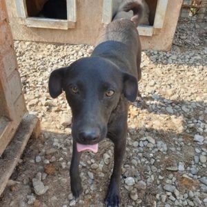 DELLA - reserviert THL DogR - vermittelt