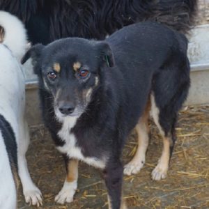 ESPUMA - reserviert TSV Rösrath - vermittelt