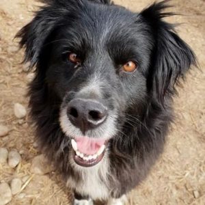 GERRIT - reserviert Manuela - vermittelt